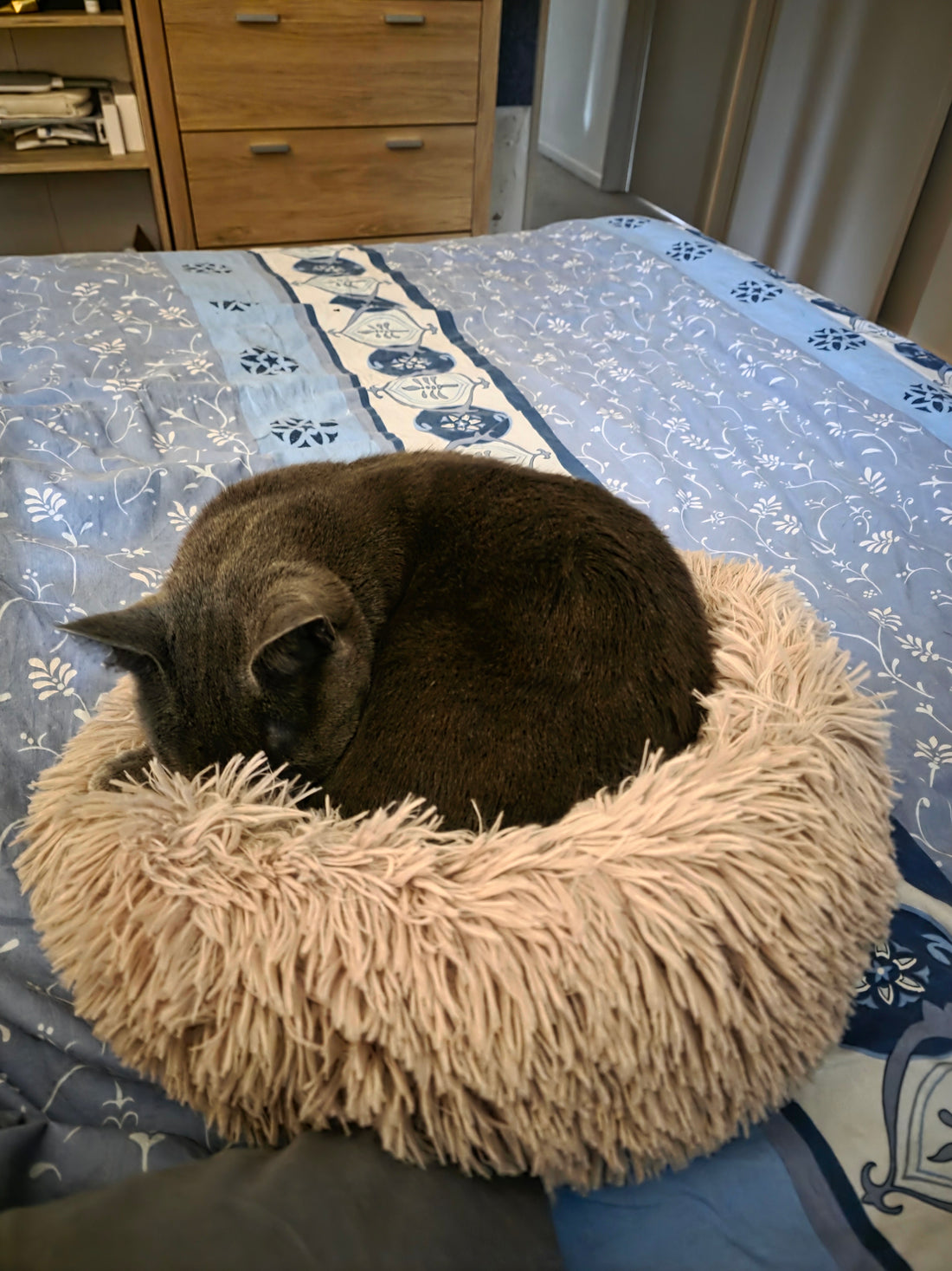 Bechic (3.8kg) in the 40cm — too small! We recommend the 50cm for cats up to 4kg😸