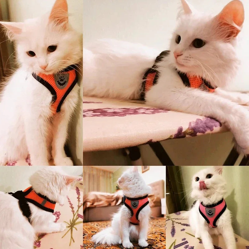 Harnais et laisse pour animaux de compagnie pour chats et chiens. 