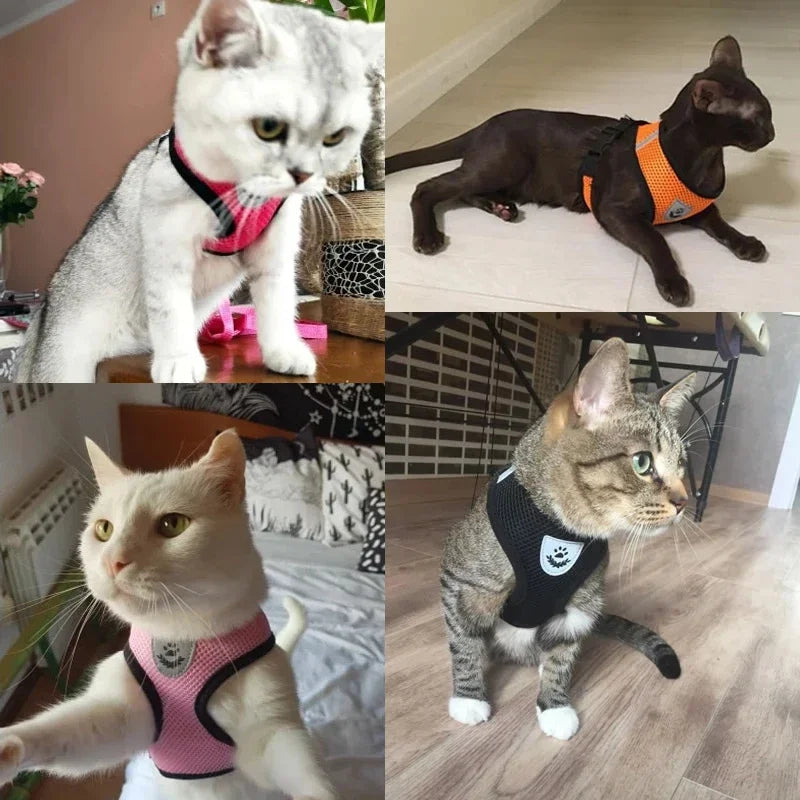 Harnais et laisse pour animaux de compagnie pour chats et chiens. 